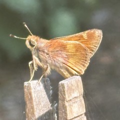 skipper