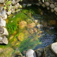 36 Grey - The Wishing Well