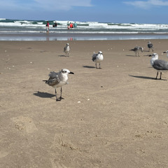 Chasing seagulls