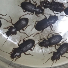 scarab beetle / awesome >U< prod. prblm