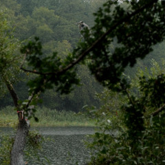 RIPISYLVE Live à GZ w/ Small Water Bodies (30.11.25)