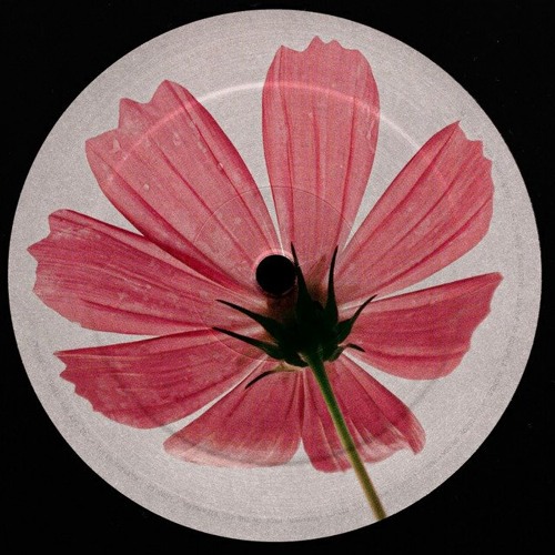 PREMIERE: TORYONTHEBEAT - Higher