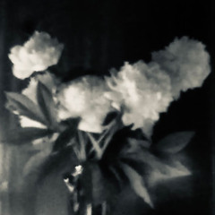 Violets For Roses - Elisa (cover)