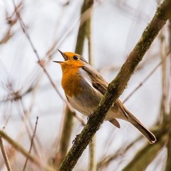 Robin song