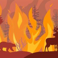 wildfire aftermath