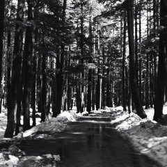 Ushu Forest Reverie