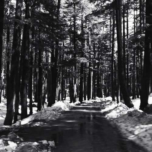 Ushu Forest Reverie