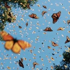Butterflies - Max & Ali Gatie (Cover)