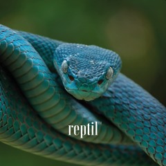 B1. Rise (Percunta Remix)
