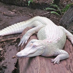 Veeze - Blicky [MSC Sped Up]