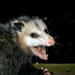 i made possum rock by new weirdos karaoke so you dont have to