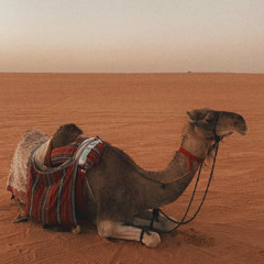 ياحبيبي علامك؟