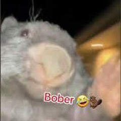 Bober KURWA (pogryzl rury)