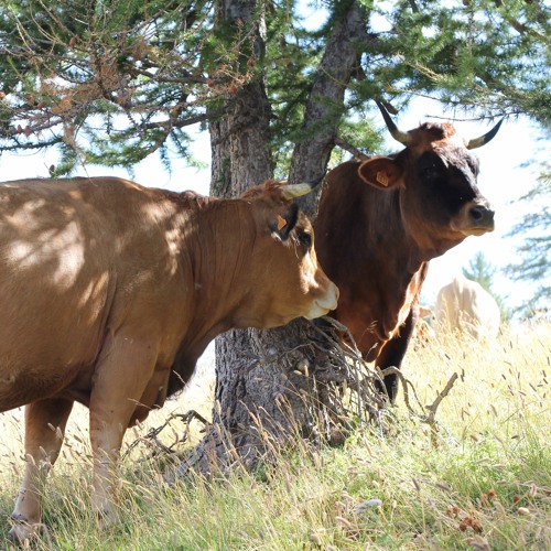 Phonography : Cow Paradise,  Parc du Mercantour (43.995373,7.442152)