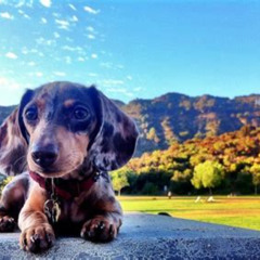 Best Things To Do In Los Angeles With Dogs Tours Reviews
