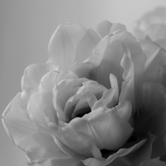White Roses