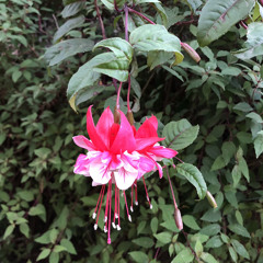 tizita radio x link in bio