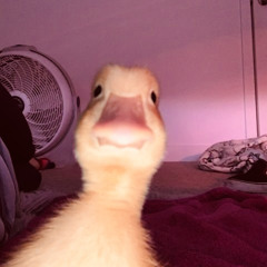 she move like a duck
