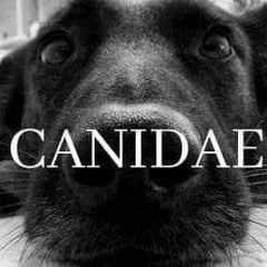 GRAND LARGE - Mercredi 12 mai 2021 - Canidae, par amour du chien - Didier Genna