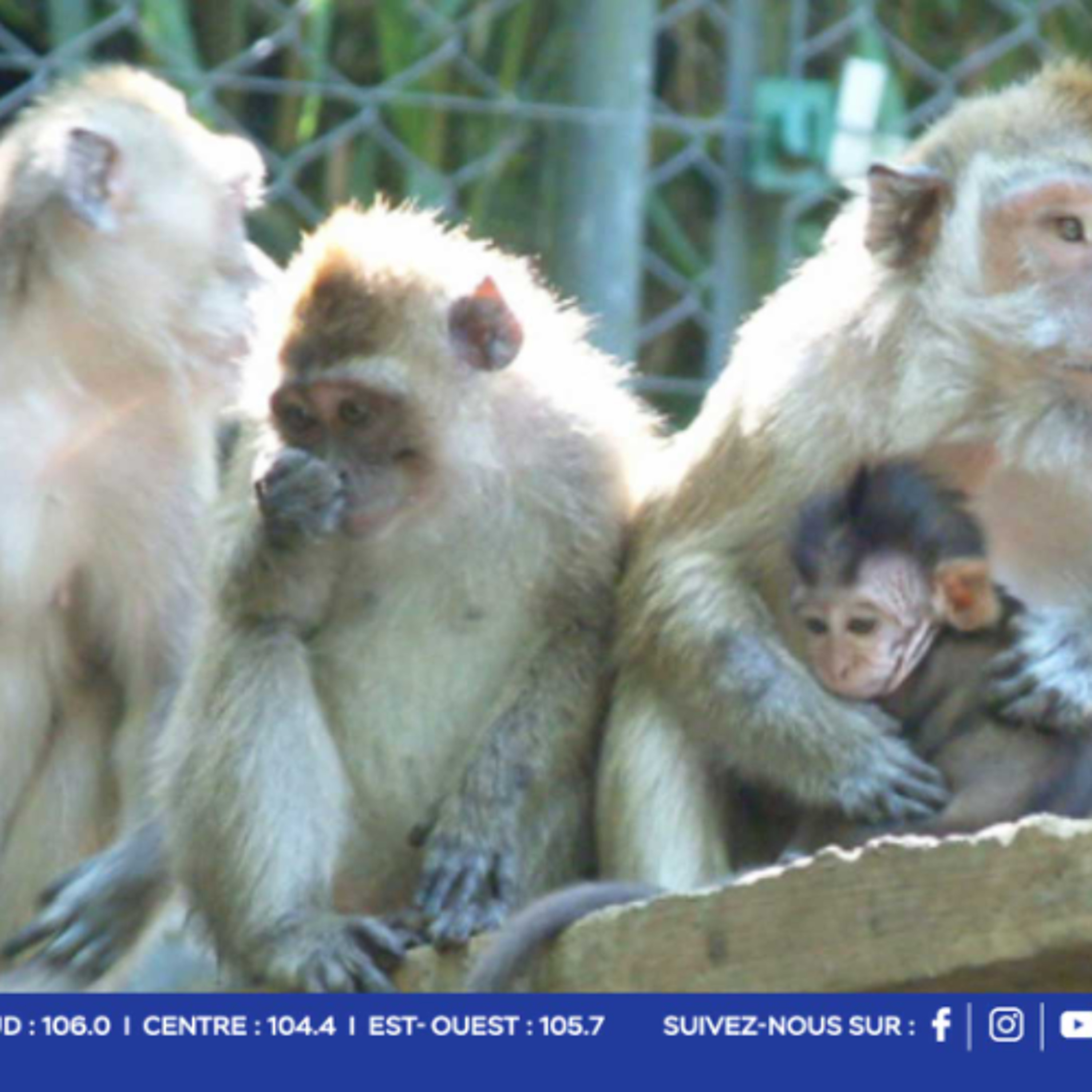 Macaques saisis à Jin Fei en 2023 : zones d’ombre sur le sort de plus de la moitié des primates