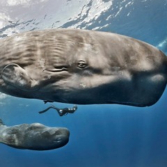 Sperm Whales - Drake Bay, Costa Rica on the Osa Peninsula