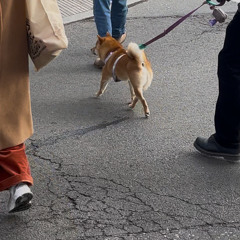 Shiba Inu an der Kreuzung - All Vinyl Mix