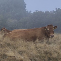 Park Mist
