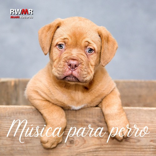 Stream Canción de cuna para perros by RW Música contra la ansiedad | Listen  online for free on SoundCloud