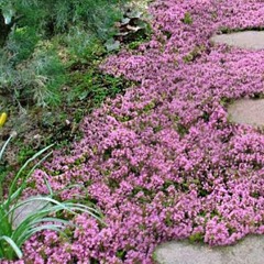 creeping thyme knows no winter