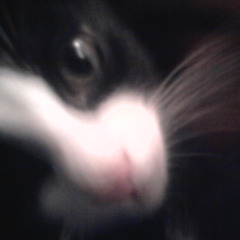 that fucking stupid cat ate my 2C B DEMO