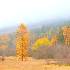WESTERN LARCH