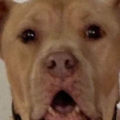 November 2K24 Samples 2