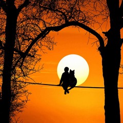 Dreams At Sunset