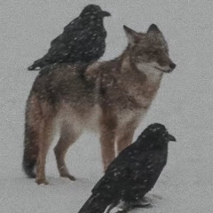 Qu'est-ce qu'on a fait (p.Ambvil)