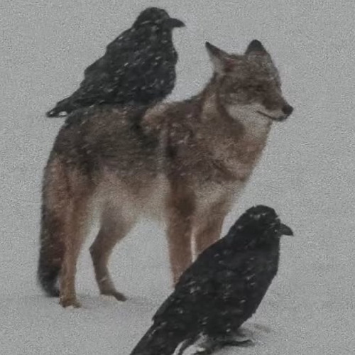 Qu'est-ce qu'on a fait (p.Ambvil)