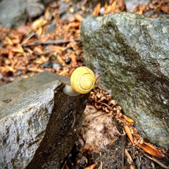 La mémoire et l'apprentissage (Rehearsal)