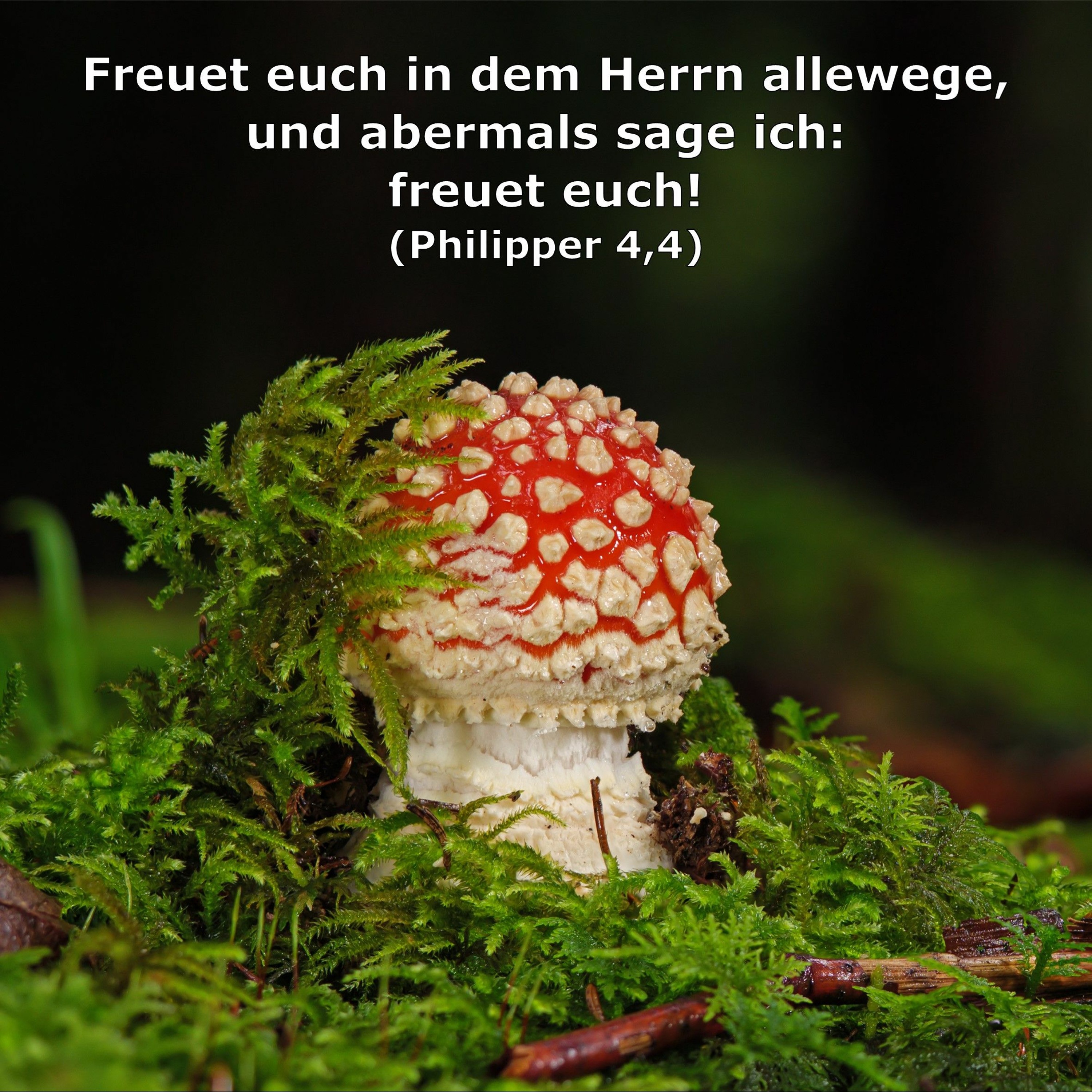 In einem Jahr durch die Bibel
