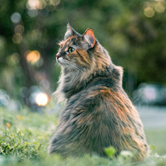 Acab ( All Cats Are Beautys )