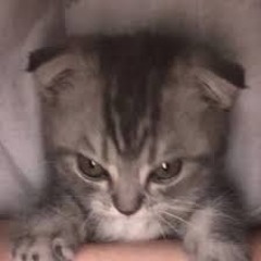 tank's List (More Tank than ever)