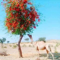 Abdul Khaliq Farhad And Nosheen Qambrani...Tai Ishqa Ma Dilbar