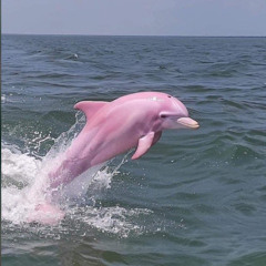 g 4 da hos (ft. yungblaket, sani)