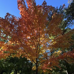 snowpath by jonah yano and clairo (cover by devinelizxbeth)