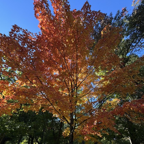 snowpath by jonah yano and clairo (cover by devinelizxbeth)