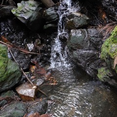 side of a mountain stream 1（渓流端１）230202