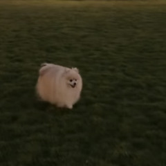 恋のしかた╎ カネコアヤノ カバー