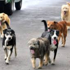 Perritos callejeros
