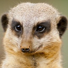 A Mongoose In Koblenz