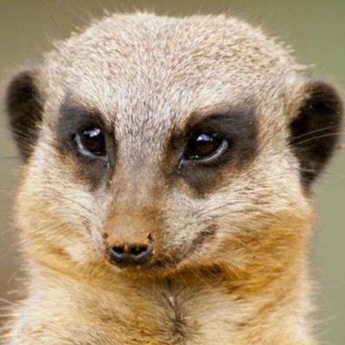 A Mongoose In Koblenz