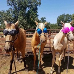 pony (monte)