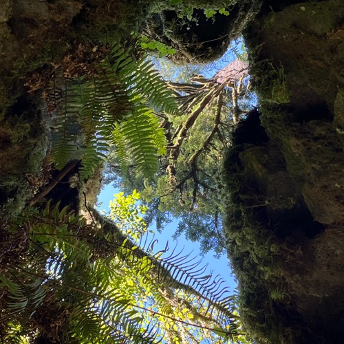 Forest Fixed Puns